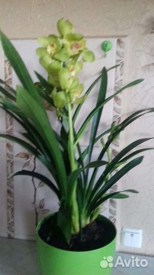 Уличныее растения