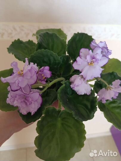 Молодые цветущие фиалочки