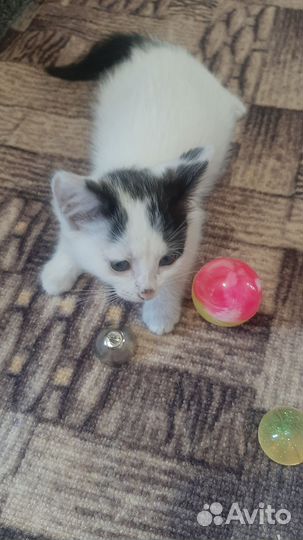 Кошечка 2 месяца