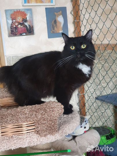 Умнейшая пушистая кошечка