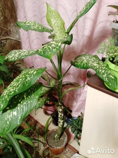 Диффенбахия