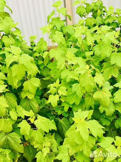 Черная смородина кусты