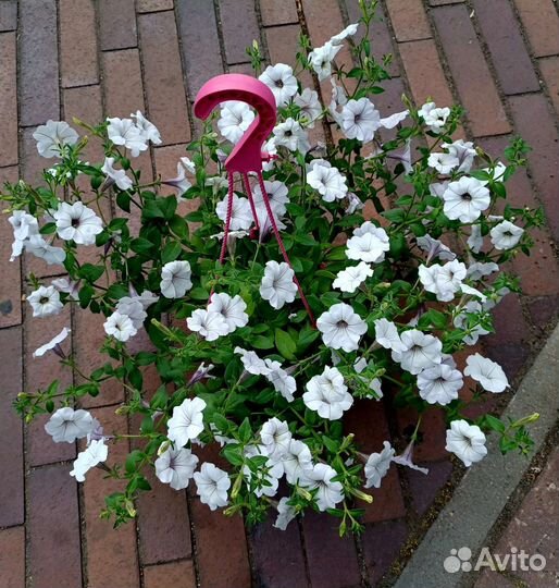 Петуния ампельная и кустовая