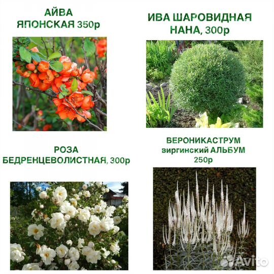 Саженцы, многолетние растения