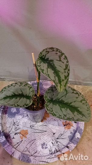 Комнатные растения цветы сциндапсус