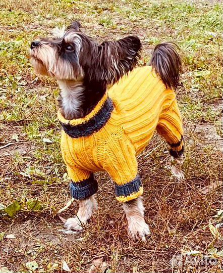 Комбинезон для собаки