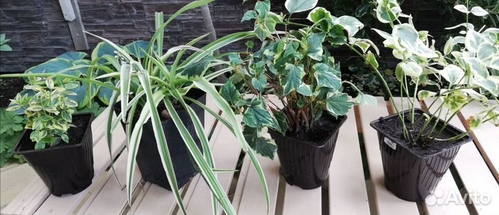 Комнатные и садовые растения