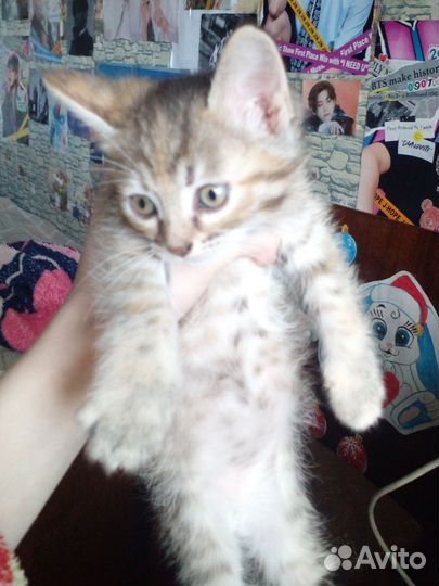 Отдам котят в добрые руки