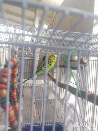 Волнистый попугай