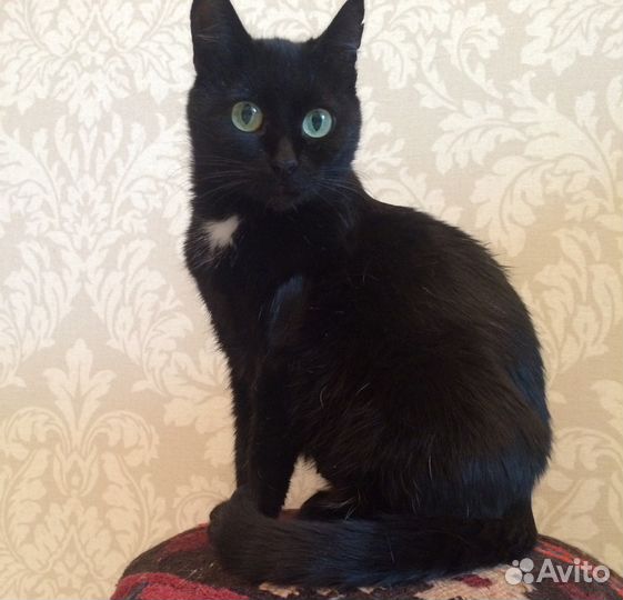 Лекси - роскошная, молодая, чёрная кошка в дар