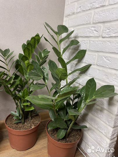 Замиокулькас долларовое дерево комнатные цветы