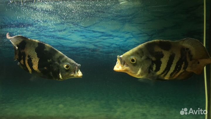 Астронотус