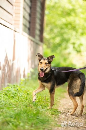 Собака Софи в дар