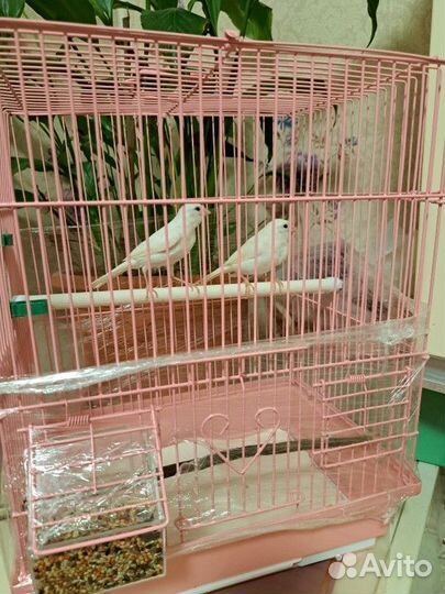 Кенара и канарейки