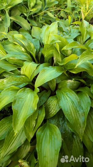 Хоста, бадан, мелисса