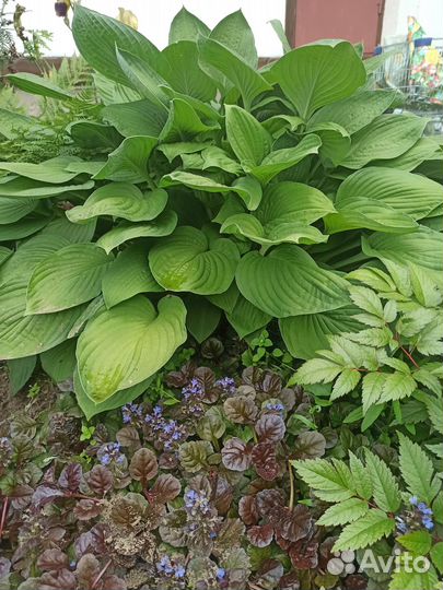 Рассада, саженцы многолетников