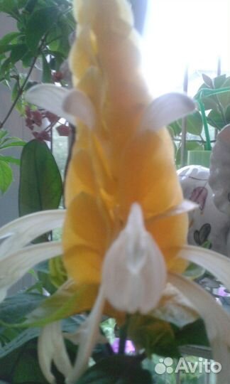 Комнатные растения цветы