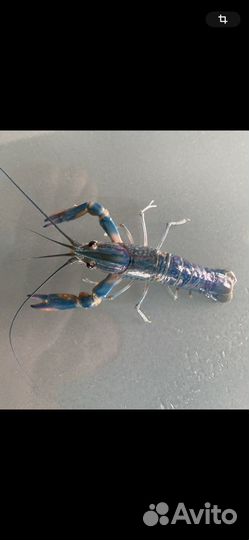 Австралийский рак