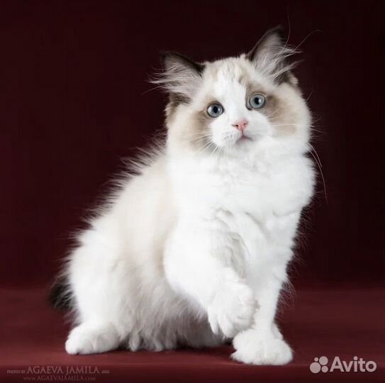 Рэгдолл котик Том