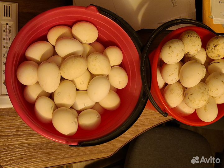 Яйцо домашнее