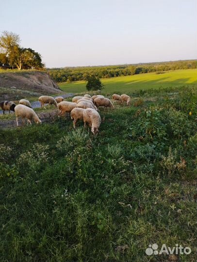 Овцы бараны