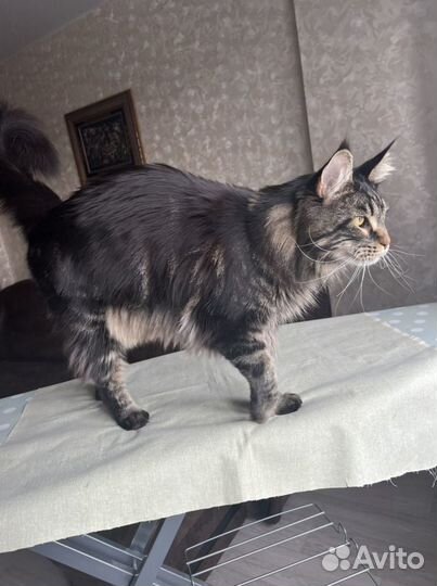 Стерилизация кошек и Кастрация котов