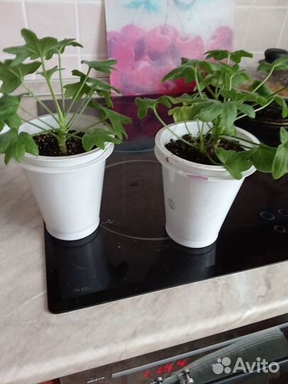 Гибискус Герань