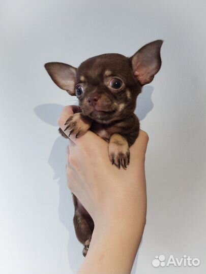 Щенки чихуахуа