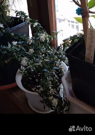 Мирт узколистный