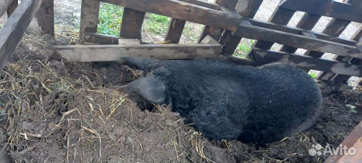 Хряк венгерской мангалицы