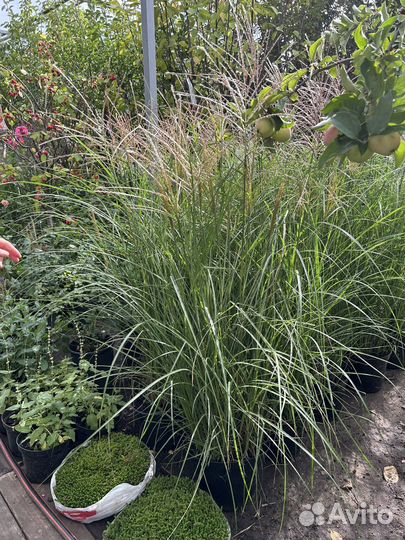 Хвойные растения