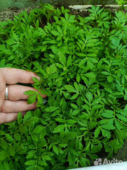 Рассада бархатцев