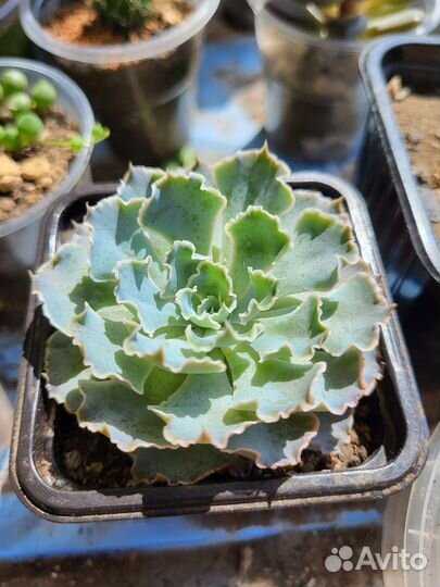 Кактусы и Суккуленты