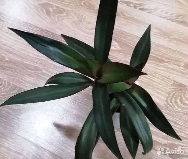 Традесканция рео