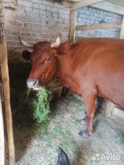 Корова дойная