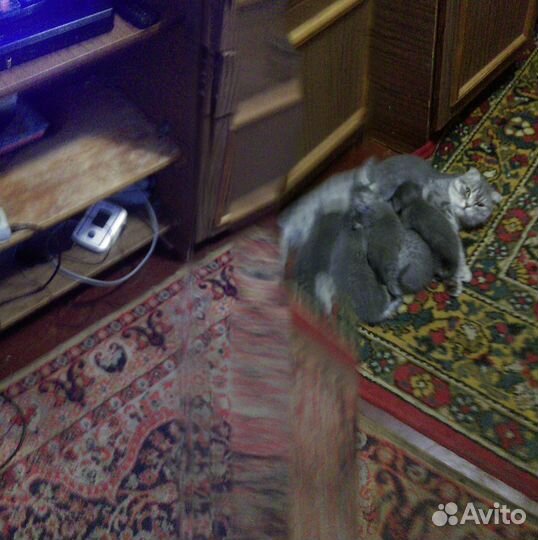 Котята шотландской вислоухой