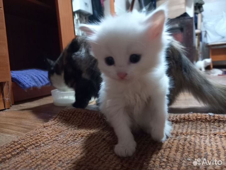 Кошка в дар бесплатно