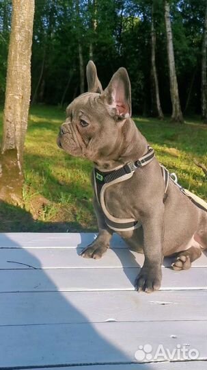 Французский бульдог голубой, лиловый