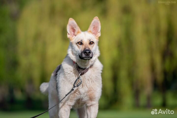 Собака в добрые руки