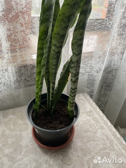 Сансевиерия трехцветная, зеленая