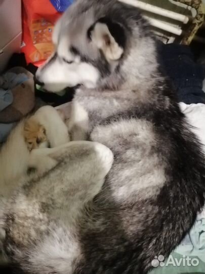 Найдена собака