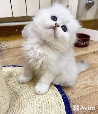 Шотландские котята