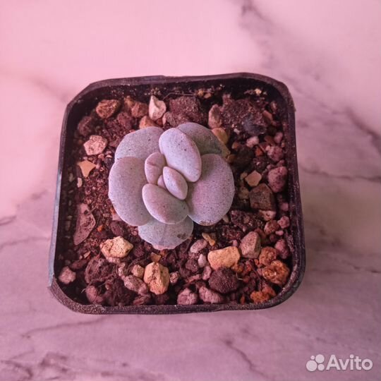 Суккуленты почтой