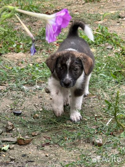 Щенки бесплатно