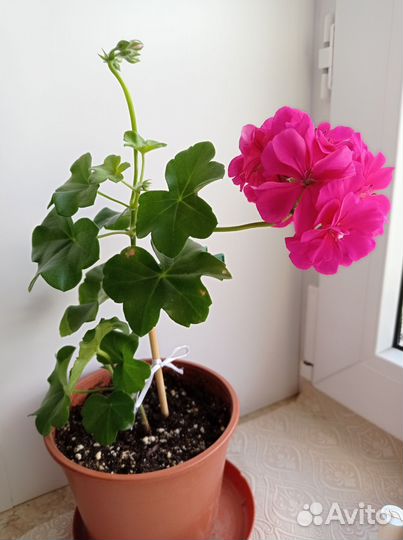 Пеларгония герань