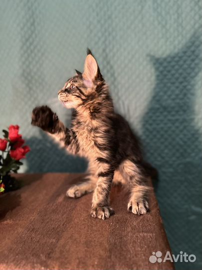 Мейн-кун котенок
