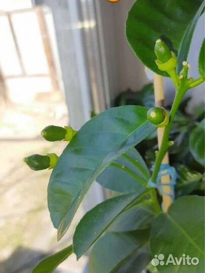 Лимон, лимон вариегатный,карисса (комнатная слива)