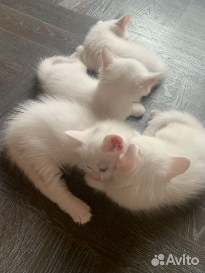 Котята турецкой ангоры