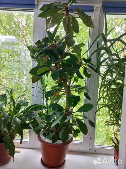 Цветы роза лимон молочай