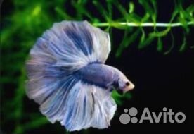 Рыба петушок